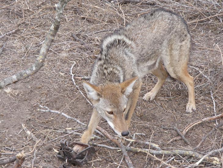 Trapping Radio – 110 – Best places to set coyote traps, with coyote trap, snare locations and fur prices