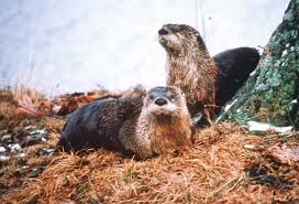 Trapping Radio 126 How to trap otter, must know your otter with Claudie Taylor