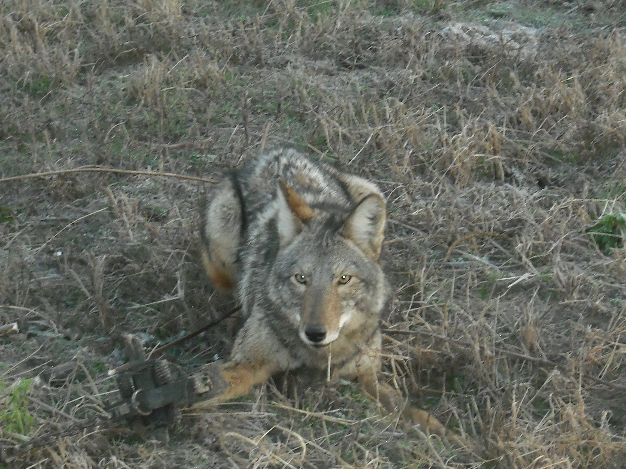 Trapping Radio 162, Trapping coyotes on small property, trapping business idea and why.