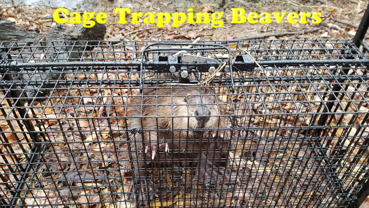 MeatTrapper Radio Episode 35 – Cage Trapping for Meat